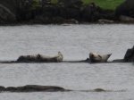 Seals in Loch an Sailein