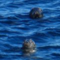 Seals at Mingulay Bay
