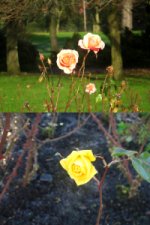 Roses in Botanic Gardens